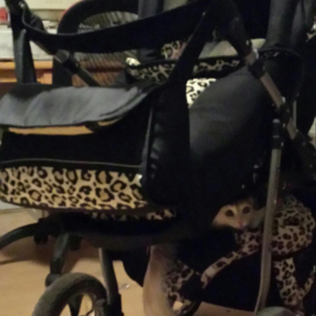 Kombi-Kinderwagen Kombi-Kinderwagen